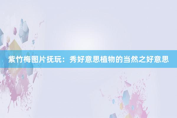 紫竹梅图片抚玩：秀好意思植物的当然之好意思
